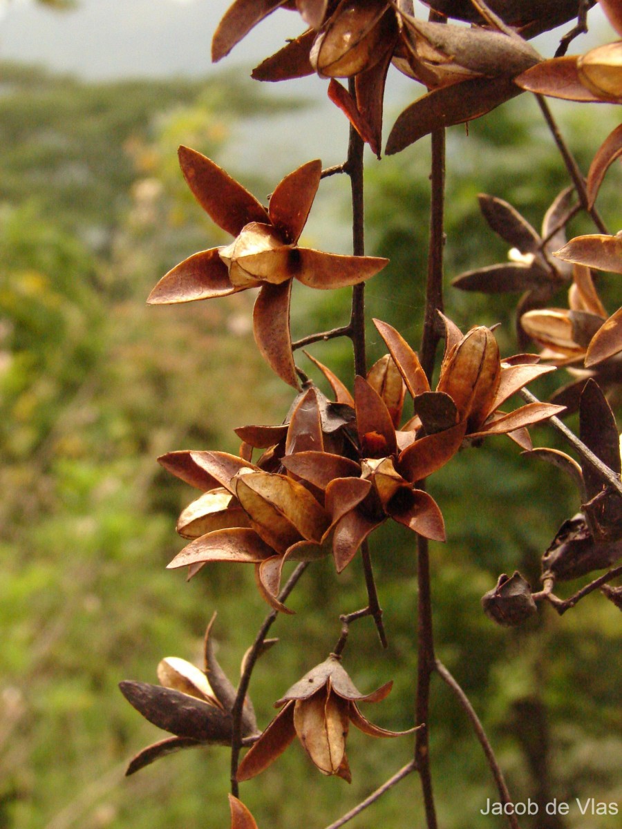 Toona sinensis (Juss.) M.Roem.